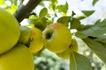 Eco farm with biological orchard, organic apples ripening on apple tree