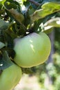 Eco farm with biological orchard, organic apples ripening on apple tree