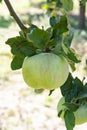 Eco farm with biological orchard, organic apples ripening on apple tree