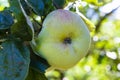 Eco farm with biological orchard, organic apples ripening on apple tree