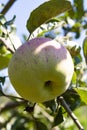 Eco farm with biological orchard, organic apples ripening on apple tree