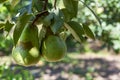 Eco farm with biological orchard, organic conference pear fruit ripening on tree