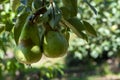 Eco farm with biological orchard, organic conference pear fruit ripening on tree