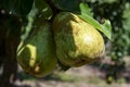 Eco farm with biological orchard, organic conference pear fruit ripening on tree