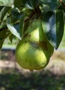 Eco farm with biological orchard, organic conference pear fruit ripening on tree