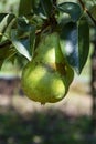 Eco farm with biological orchard, organic conference pear fruit ripening on tree