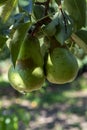 Eco farm with biological orchard, organic conference pear fruit ripening on tree