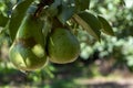 Eco farm with biological orchard, organic conference pear fruit ripening on tree