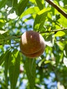 Eco farm with biological orchard, organic peach fruit ripening on tree