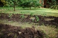 Flowerbed with growing freshly planted blooming tomato seedlings into a black soil. Cultivation of organic vegetables in Royalty Free Stock Photo
