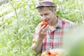 Mature farmer smelling fresh organic tomatoes at farm Royalty Free Stock Photo