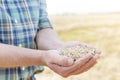 Midsection of mature farmer holding handful of wheat grains at farm