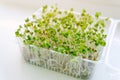 Eco food. Healthy organic food micro greens bio organic edible harvest after sowing. Health ecological gardening Royalty Free Stock Photo
