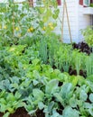 Eco-friendly backyard garden