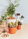 Eco friendly composition with house plants, cactus, succulent and garden tools