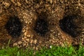 Eco friendly gardening. Soil prepared for planting, fertilized with compressed chicken manure pellets. Top view. Garden digging.