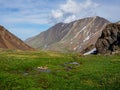 Eco-friendly green mountain highlands with a winding stream through green grass with flowering plants Royalty Free Stock Photo