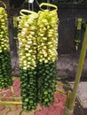 Eco-friendly Home made palm leaf decoration hanging