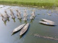 Eco friendly jute processing field in natore, Bangladesh.