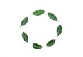 Eco-friendly leaves, in a circle, on a white background, for design, for icons and recording