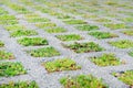 Eco friendly parking in modern city. Permeable pavement with grass growing through it. Environmentally friendly green parking Royalty Free Stock Photo