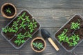 Eco friendly pots with young tomato sprouts Royalty Free Stock Photo