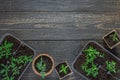 Eco friendly pots with young tomato sprouts Royalty Free Stock Photo