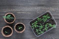 Eco friendly pots with young tomato sprouts Royalty Free Stock Photo