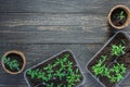 Eco friendly pots with young tomato sprouts Royalty Free Stock Photo