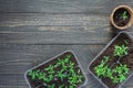 Eco friendly pots with young tomato sprouts Royalty Free Stock Photo