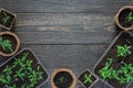 Eco friendly pots with young tomato sprouts Royalty Free Stock Photo