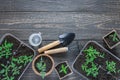 Eco friendly pots with young tomato sprouts Royalty Free Stock Photo