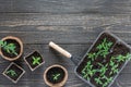 Eco friendly pots with young tomato sprouts Royalty Free Stock Photo