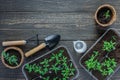 Eco friendly pots with young tomato sprouts Royalty Free Stock Photo