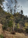 Eco friendly tree of rudrakash at the holy place of Uttarakhand.