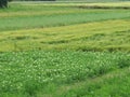 Eco-gardening in Belarus. Field with potatoes and cereals