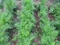 Green foliage of carrots in the garden