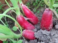 Radish in the garden close up Royalty Free Stock Photo