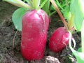 Radish in the garden close up Royalty Free Stock Photo