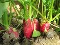 Radish in the garden close up Royalty Free Stock Photo