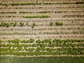 eco gardening, country garden with vegetables, onion, potatos and carrot growing. aerial view