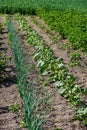 eco gardening, country garden with vegetables, onion, potatos and carrot growing