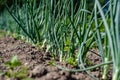 eco gardening, country garden with vegetables, onion, potatos and carrot growing