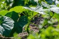 eco gardening, country garden with vegetables, onion, potatos and carrot growing