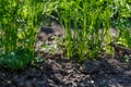 eco gardening, country garden with vegetables, onion, potatos and carrot growing