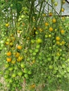 Green and yellow tomato Goldkrone in a greenhouse Royalty Free Stock Photo