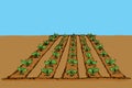 Garden beds. Vector drawing