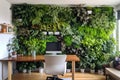 Eco home office with table, comfortable armchair and laptop. Vertical garden - wall design of green plants. Architecture, decor, Royalty Free Stock Photo