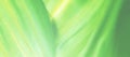 Eco life background banner. Macro green leaf.