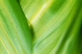 Eco life nature background. Macro green leaf. Royalty Free Stock Photo